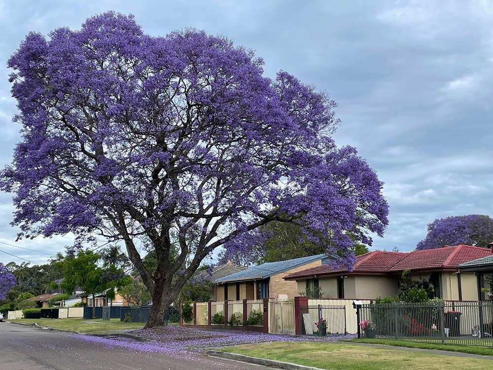 The jacaranda tree flaunts its Advent colors this time of year. (Tracey Edstein)