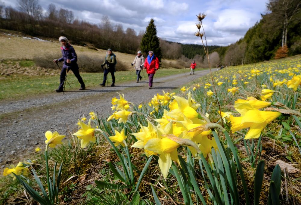 Hikers walk past a field of wild daffodils in the Perlenbach-Fuhrtsbachtal nature preserve near Höfen, Germany, on April 16, 2021. (CNS/Reuters/Wolfgang Rattay)