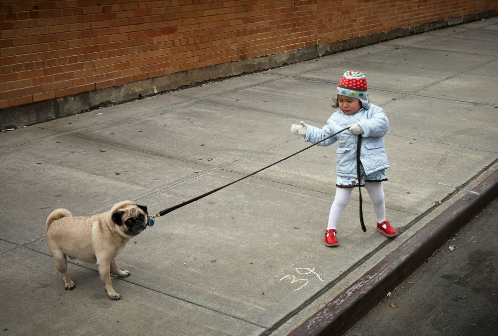 Child pulling a dog on a leash (Unsplash/Vidar Nordli-Mathisen)