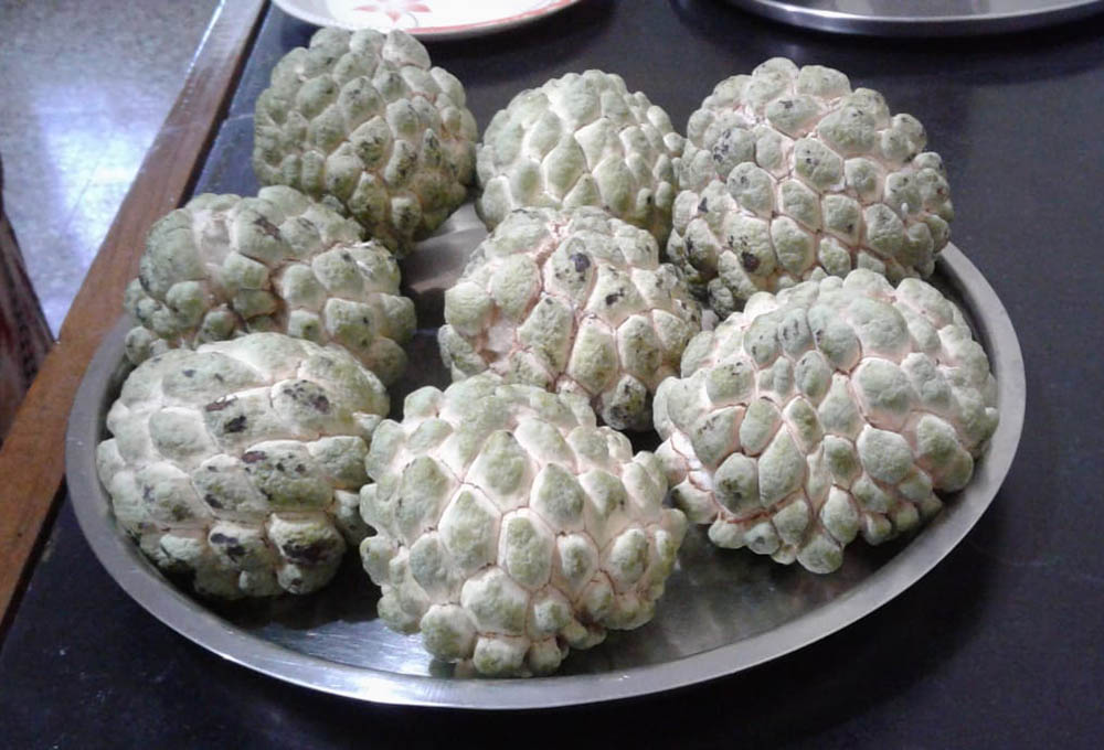 Custard apples from the orchard at Deepalaya in Khandwa, Madhya Pradesh, India (Courtesy of Celine Paramundayil)