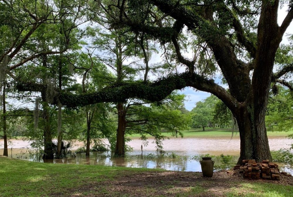 The loss of an oak tree like this one in her backyard in Louisiana made Eucharistic Covenant Sr. Celeste Larroque think about the how the death of a tree leaves behind the potential for new growth. (Celeste Larroque)