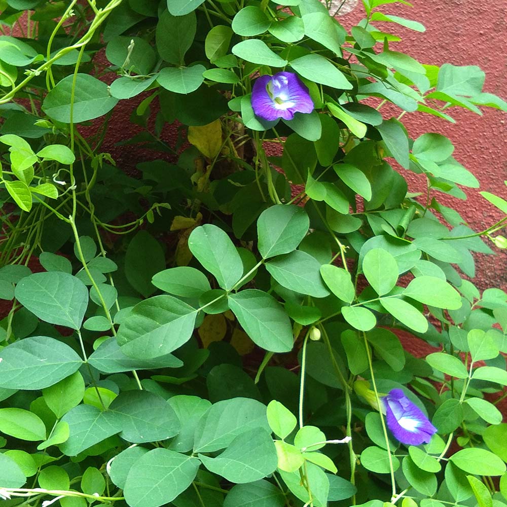 Sister Lissy’s butterfly pea plant in the convent garden (Lissy Marathanakuzhy)