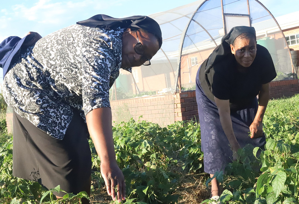 Srs. Lylian Mphutlane, left, and Cecilia Sekhopha of the Sisters of St. Joseph of St.-Hyacinthe tend to their vegetables March 2 on their farm in Sekamaneng, a town located 4 miles from Lesotho's capital, Maseru. (GSR photo/Doreen Ajiambo) Srs. Lylian Mphutlane, left, and Cecilia Sekhopha of the Sisters of St. Joseph of St.-Hyacinthe tend to their vegetables March 2 on their farm in Sekamaneng, a town located 4 miles from Lesotho's capital, Maseru. (GSR photo/Doreen Ajiambo)