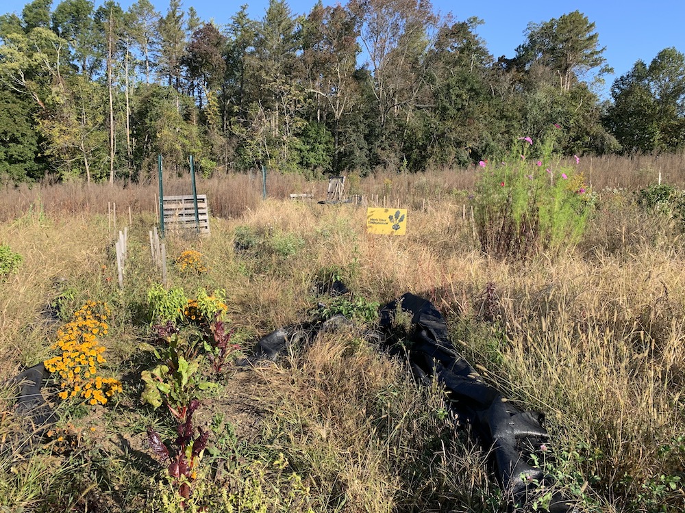 A small bounty of bright flowers and vegetables springs up from the ground at Caramore Farm on Collier High School's campus in Wickatunk, New Jersey. (Maddie Thompson)