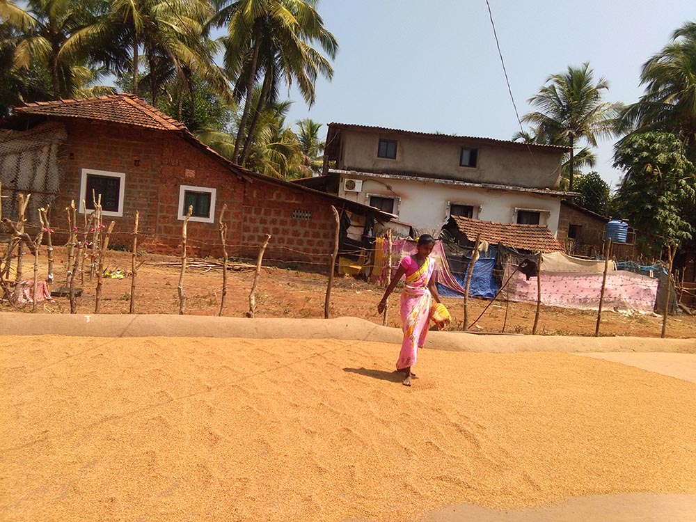 A woman dries rice paddy in the sun at Karvem village of Goa, western India. (Lissy Maruthanakuzhy)