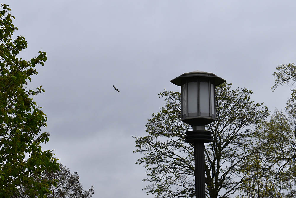 A crow glides on the wind over Mount St. Scholastica, Atchison, Kansas (Julie A. Ferraro)