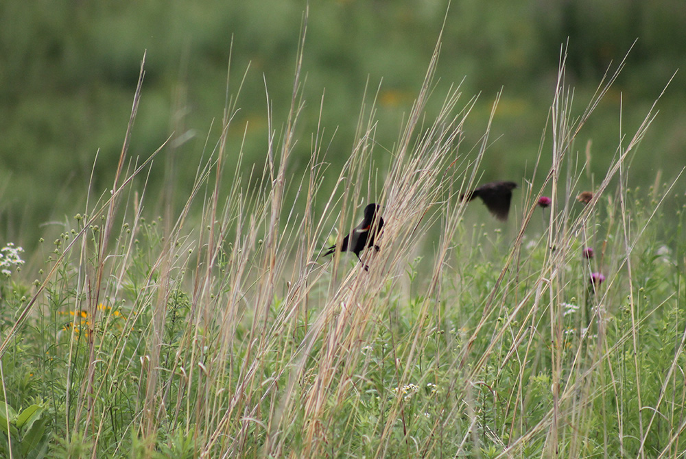 Redwing blackbirds are among the birds and other animals that make their home in the restored prairie. (EarthBeat photo/Brian Roewe)