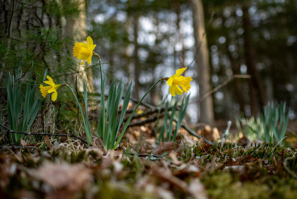 Daffodils start to grow with the arrival of spring in the Northern Hemisphere. Earth Day is April 22, also known as International Mother Earth Day by the United Nations. (UN photo/Mark Garten) Daffodils start to grow with the arrival of spring in the Northern Hemisphere. Earth Day is April 22, also known as International Mother Earth Day by the United Nations. (UN photo/Mark Garten)