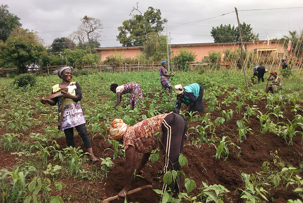 Community members in Shisong, Cameroon, tend to a "demonstration” community garden on congregational land of the Tertiary Sisters of St. Francis. The sisters' gardens serve as a demonstration site to boost soil fertility, said Sr. Annette Bikongnyuy said.
