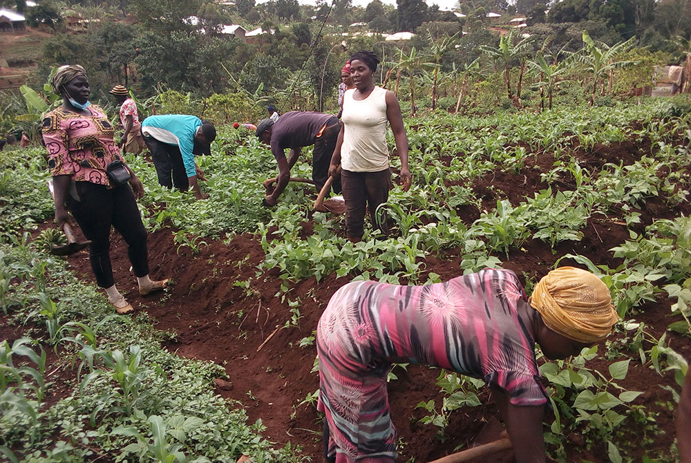 Community members in Shisong, Cameroon, tend to a "demonstration" community garden on congregational land of the Tertiary Sisters of St. Francis. (Courtesy of Tertiary Sisters of St. Francis) Community members in Shisong, Cameroon, tend to a "demonstration" community garden on congregational land of the Tertiary Sisters of St. Francis. (Courtesy of Tertiary Sisters of St. Francis)