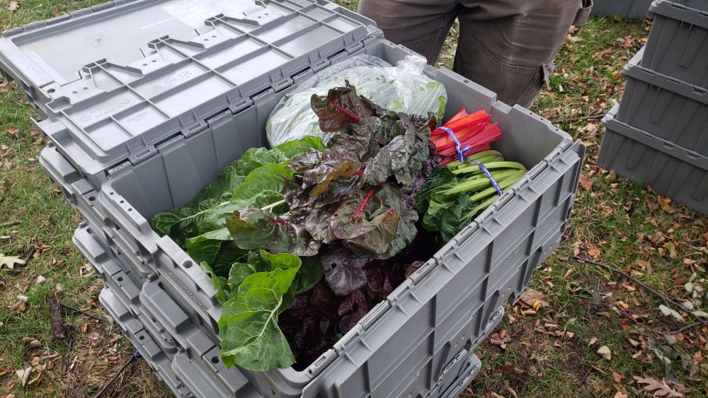 A variety of produce makes up a CSA share for members of Sisters Hill Farm who live in New York City. They were distributed in October at the College of Mount Saint Vincent in the Bronx. (Chris Herlinger)