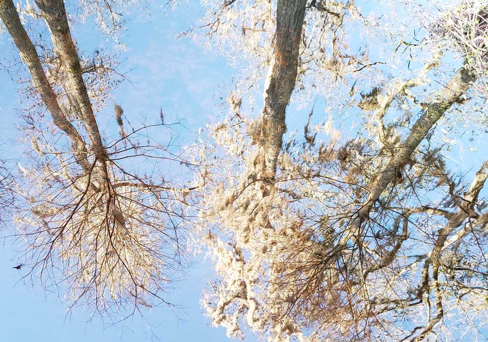 The beauty of the trees reflected in water (Susan Rose Francois)