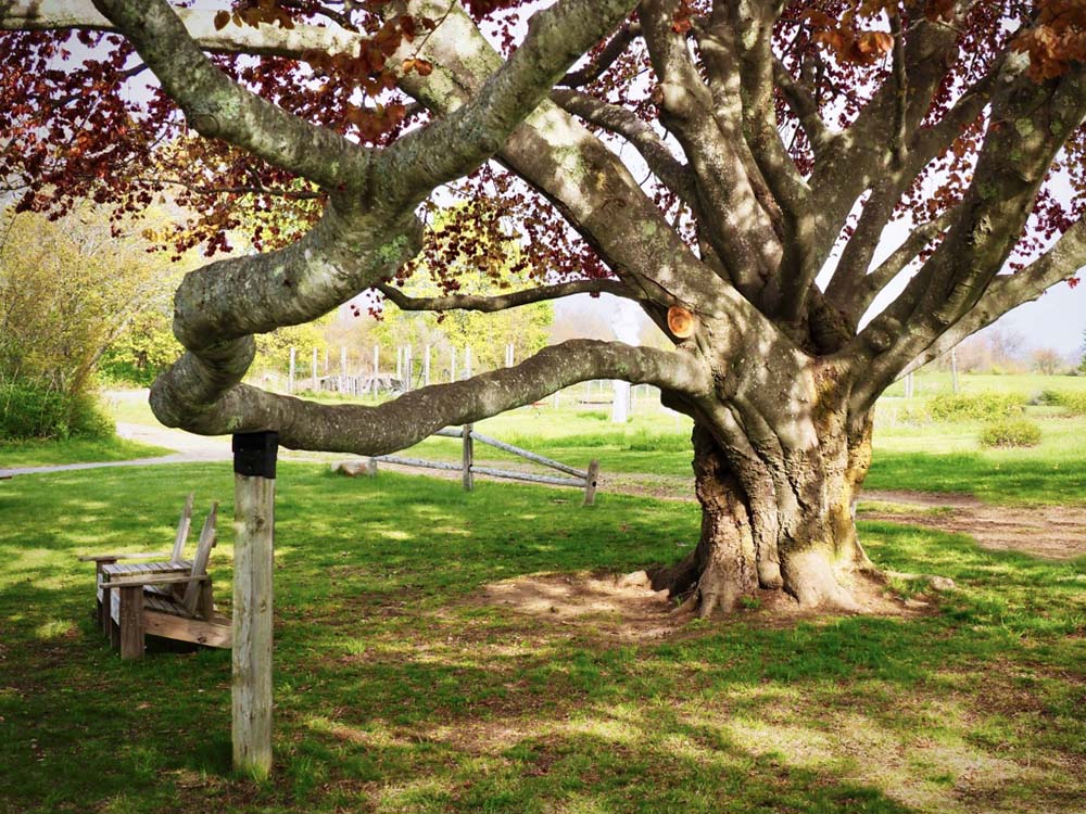 The separation and isolation of the pandemic has brought new awareness of surroundings, including, as the author writes, "befriending" nearby trees. (J. Alden Marlatt)