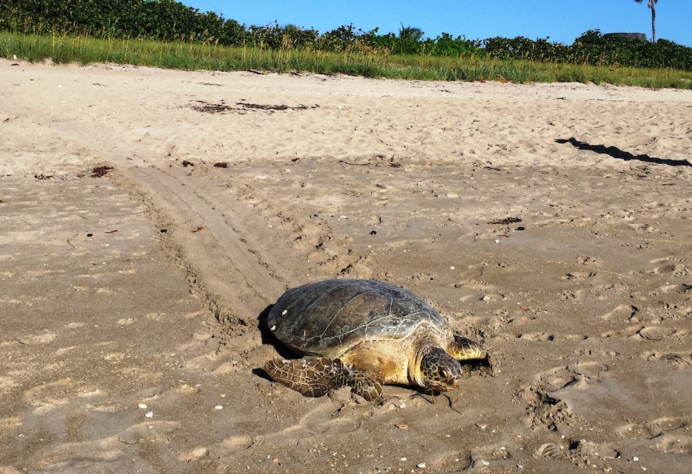 A green sea turtle, "Chelonia mydas," returns to the water after laying a nest, July 4, 2017. (Ecological Associates Inc.)