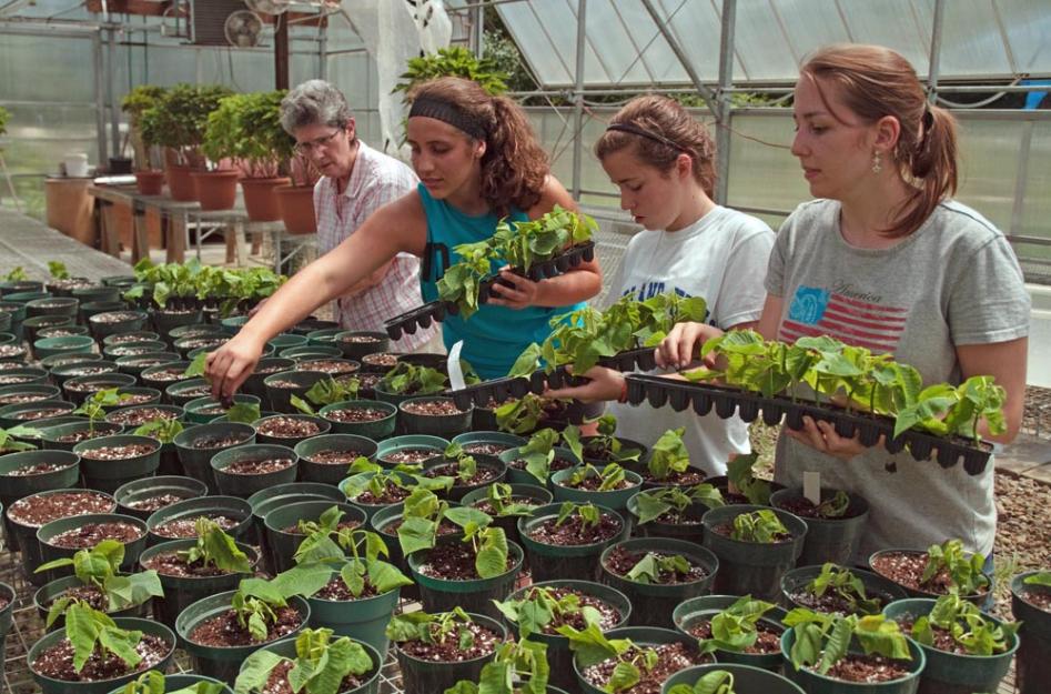 Humility of Mary Sr. Linda Valasik, left, supervises some volunteers replanting vegetable starts in the Villa Maria Farm Greenhouse.