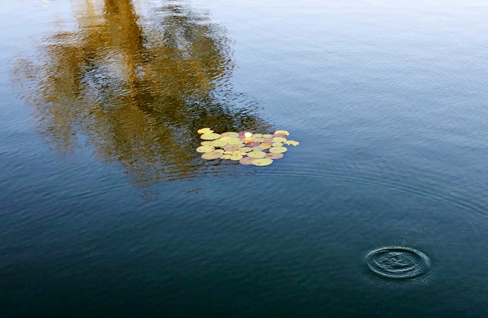 It's no small thing to stick your nose up out of the water; the risk itself inspires reverence. (Mary Bilderback) It's no small thing to stick your nose up out of the water; the risk itself inspires reverence. (Mary Bilderback)