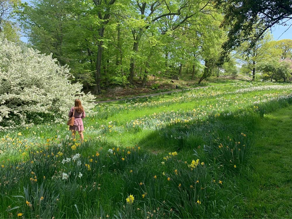 At the New York Botanical Garden, I was awed at the glorious lilac bush in the hills of daffodils. Hundreds of bees were dancing and humming within the bush, making me feel so small in a world so big. (Courtesy of Maddie Thompson)