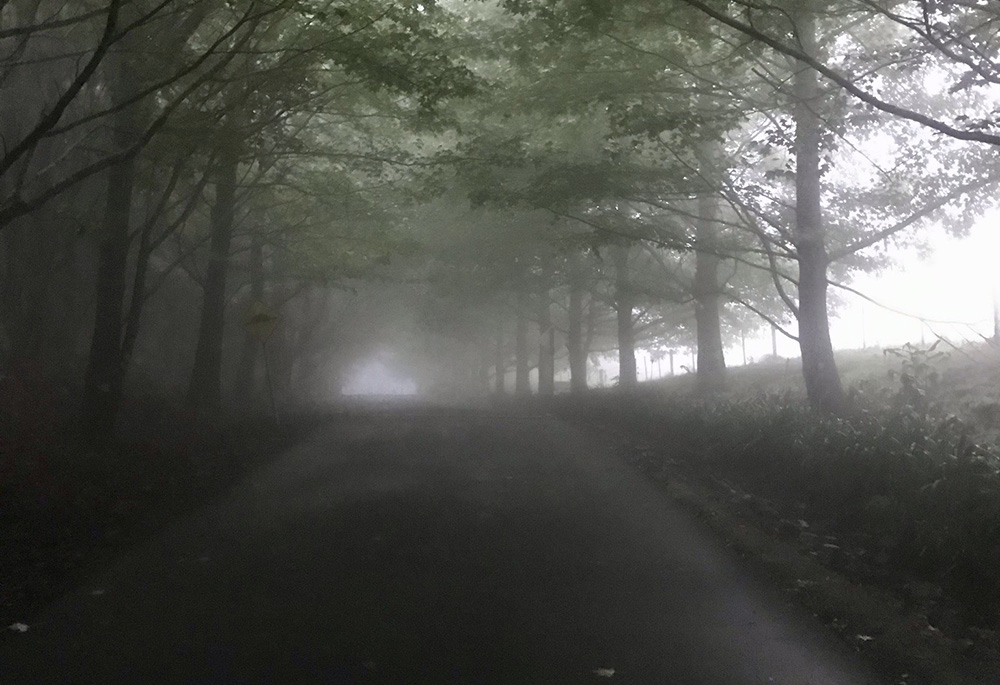 Un camino solitario flaqueado por árboles tupidos en los terrenos de la Abadía de Jamberoo.