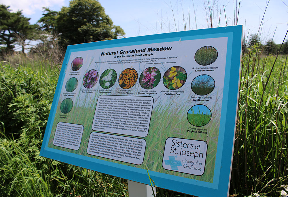 A natural grassland meadow, included in 35 acres of open space and native grass meadows, part of an easement to be completed with Peconic Land Trust by the fall of 2022 (GSR photo/Chris Herlinger)