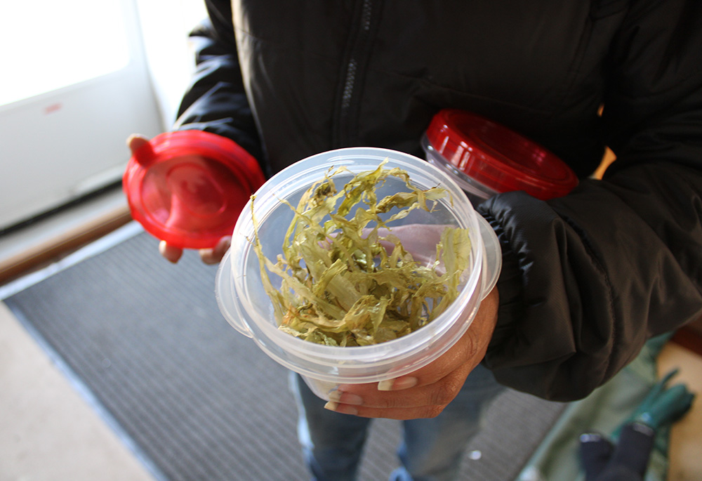 Harvested sugar kelp raised by Shinnecock kelp farmers in Shinnecock Bay on eastern Long Island (GSR photo/Chris Herlinger) Harvested sugar kelp raised by Shinnecock kelp farmers in Shinnecock Bay on eastern Long Island (GSR photo/Chris Herlinger)