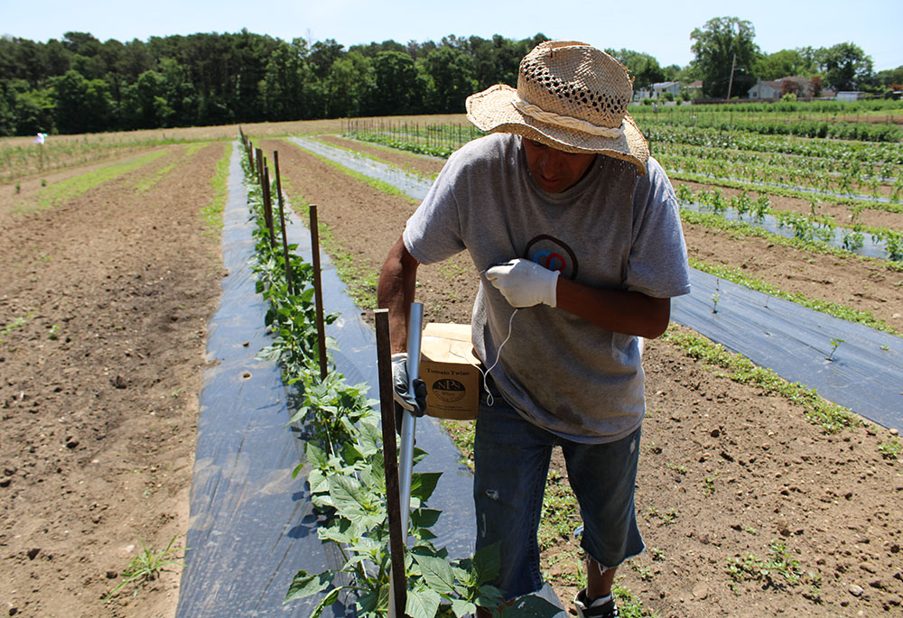 The 200-plus-acre campus of the Sisters of St Joseph, Brentwood, in Brentwood, New York, includes farmland, as shown here by the work of a farm worker named Jimmy. (GSR photo/Chris Herlinger)