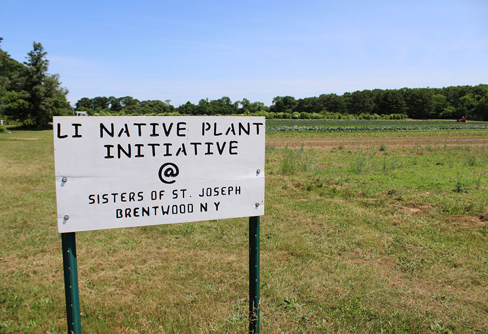 The return of native plants, which is seen as environmentally helpful, is one initiative by the Sisters of St Joseph, Brentwood, at their 200-plus-acre campus in Brentwood, New York. (GSR photo/Chris Herlinger)