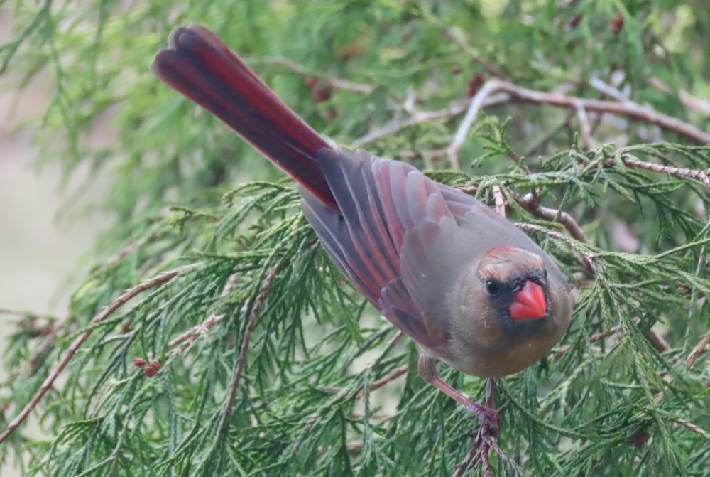 The cardinal that kept banging into the author's window (Mary Navarre)