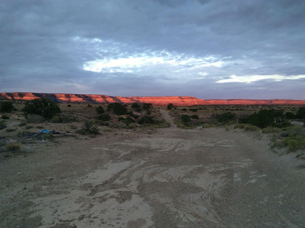 Some dogs walk around the desert of Crownpoint, New Mexico (Michelle Woodruff)