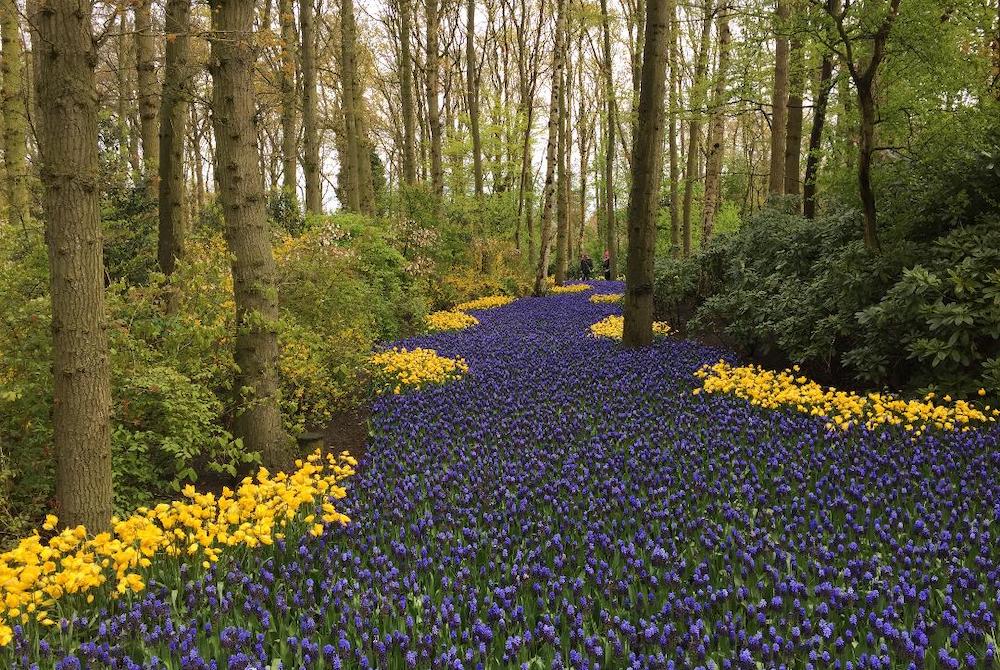 A path of purple and yellow flowers between tree trunks beginning to green in spring