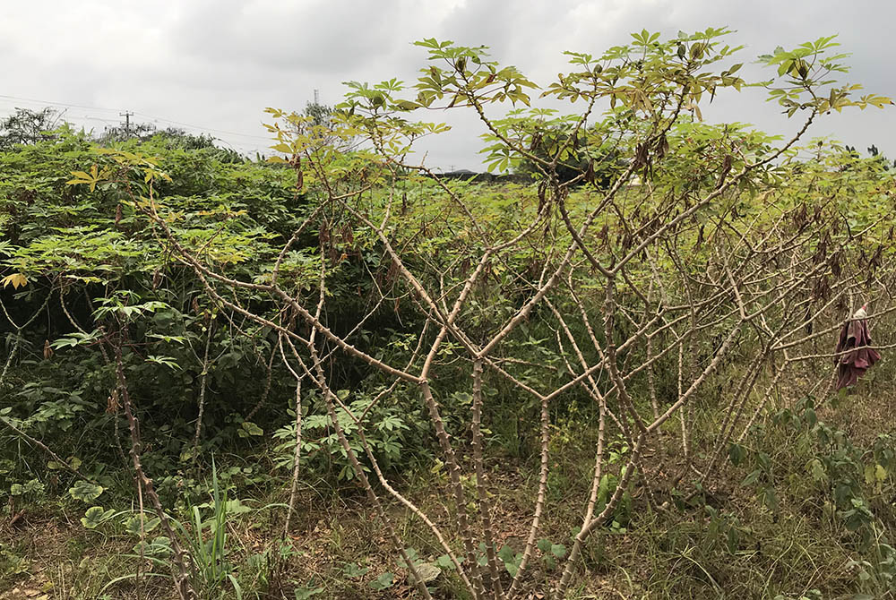 On this cassava farm, indigent women cultivate the yucca-like plant as part of their rehabilitation to help them regain their mental health balance. (Valentine Iwenwanne)