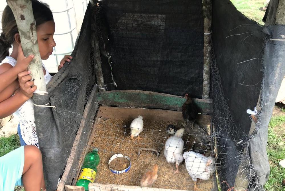 Under Centro Pastoral's grow-your-own-sancocho project, each family receives six baby chicks and seedlings of manioc, plantain, avocado, lime and medicinal plants, such as aloe. (Courtesy of Clara Meza)