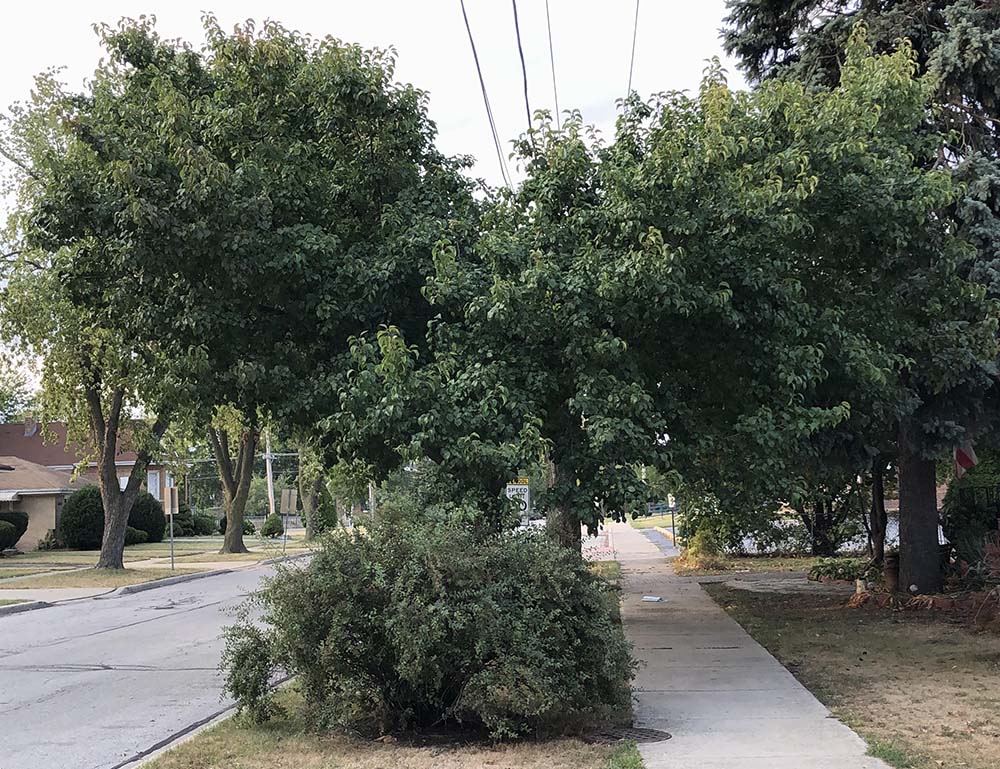 The tree survives because it has adapted to the intruder — the cables. (Sue Paweski) The tree survives because it has adapted to the intruder — the cables. (Sue Paweski)