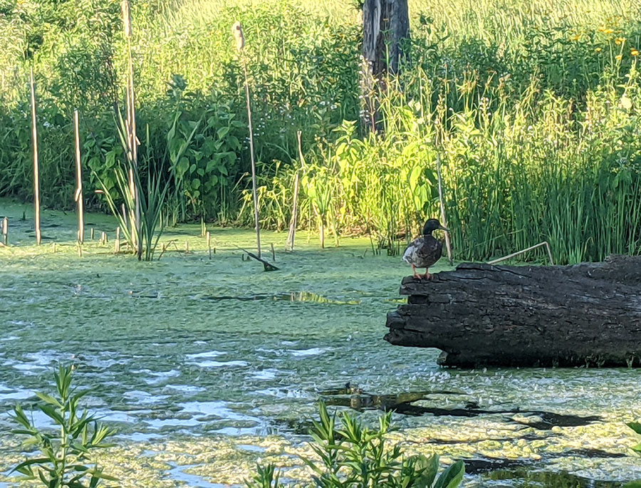 This healthy pond ecosystem near Nazareth, Kentucky, where I live and serve, illustrates well the interconnectedness of all species and how this mutual interconnectedness supports sustainable living. (Julia Gerwe)