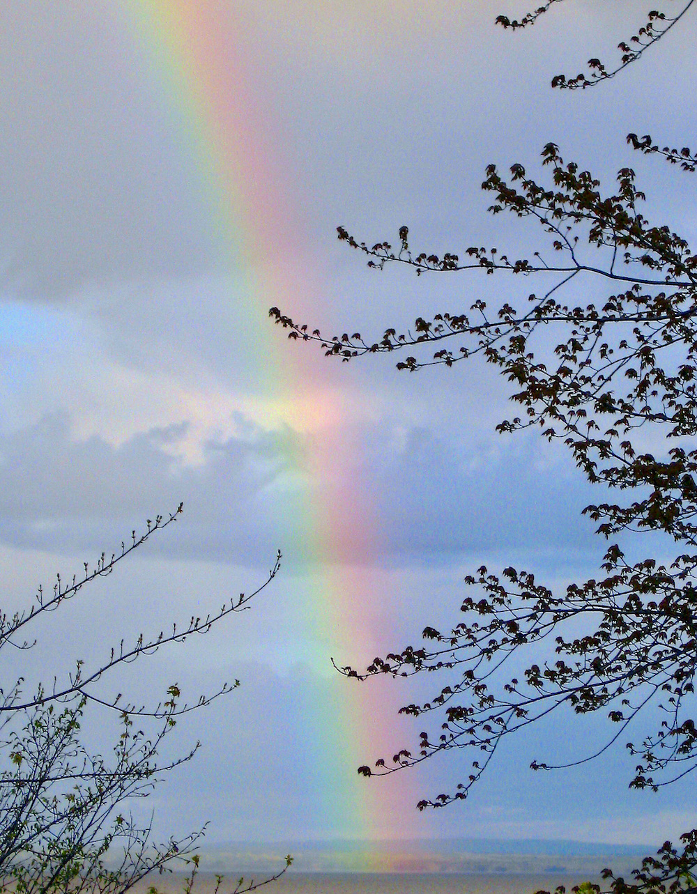 Half of a rainbow, stretching from sky to earth with foliage in the foreground