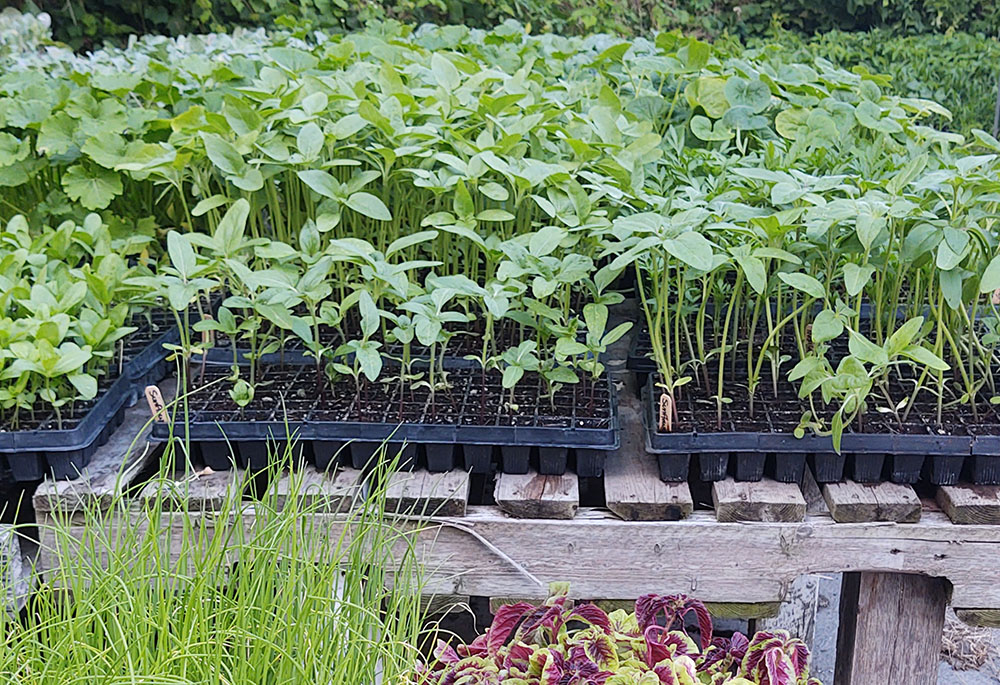Seedlings are grown to be planted in the fields for the Three Sisters Garden Project, whose mission is to make locally grown food available to all. (Eileen Burns) Seedlings are grown to be planted in the fields for the Three Sisters Garden Project, whose mission is to make locally grown food available to all. (Eileen Burns)