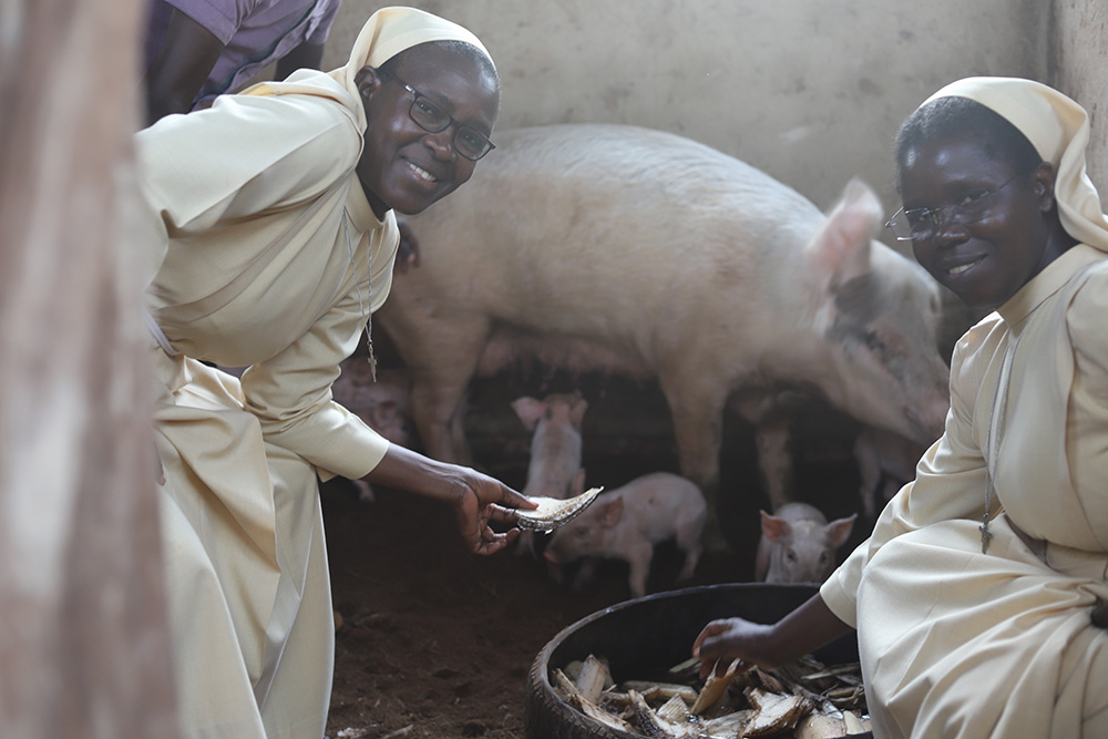 Srs. Florence Anaso (left) and Rose Thumitho of the Little Sisters of St. Francis of Assisi feed pigs on their farm on Feb. 23 in Jinja, Uganda. (Doreen Ajiambo)