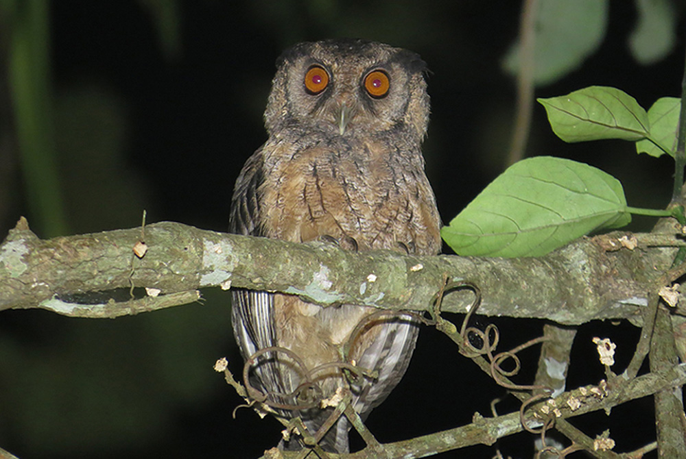 The Megascops stangiae discovered recently in the Amazon region was named after Sr. Dorothy Stang, who was murdered for her work in the rainforest. (Courtesy of Douglas Fernandes)