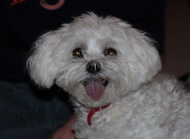 Chloe, the beloved pet Maltipoo of Judy Principe (Courtesy of Judy Principe) Chloe, the beloved pet Maltipoo of Judy Principe (Courtesy of Judy Principe)