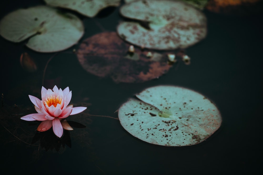 Lotus flower (Unsplash/Annie Spratt)