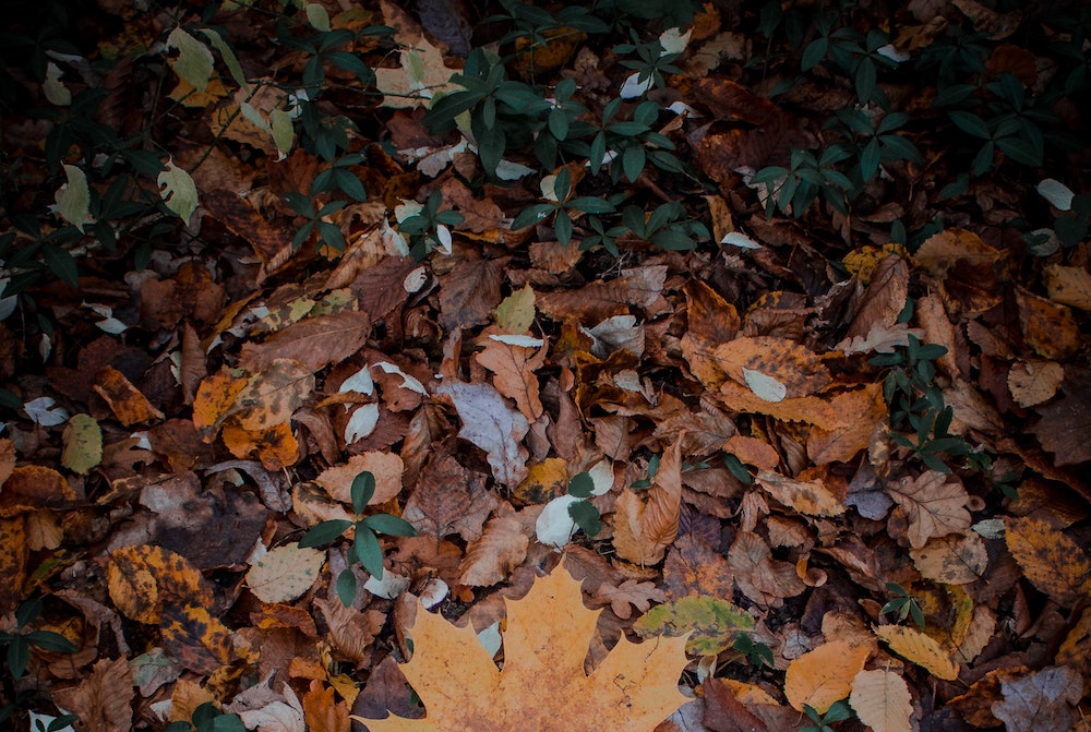 Fallen leaves (Unsplash/Igor Lypnytskyi)