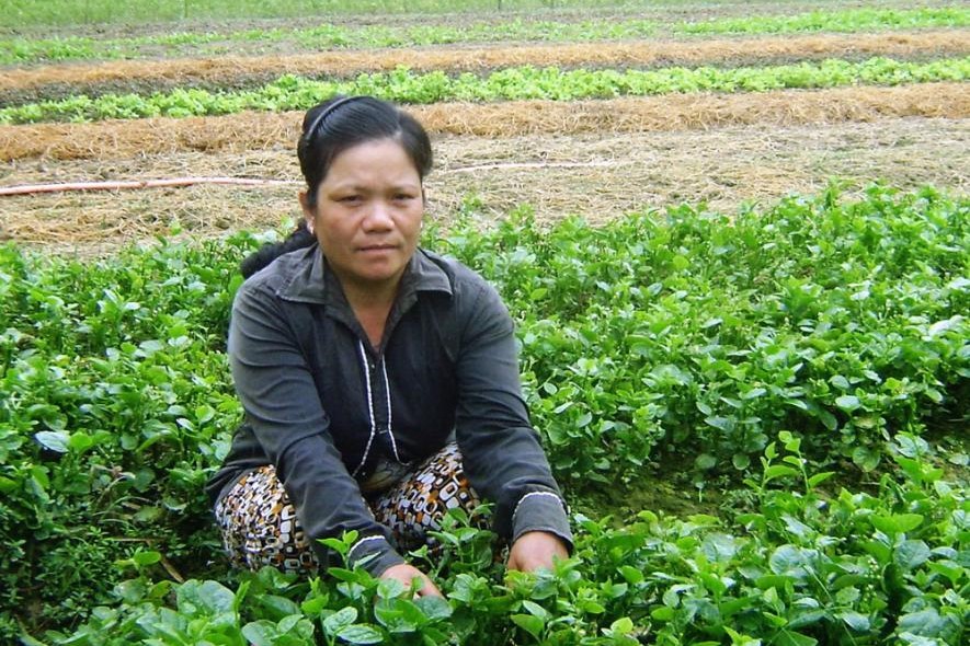 A woman pulls weeds from her spinach beds in Vietnam.