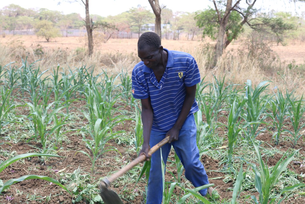 A man works on his small farm on the outskirts of Chilanga town in Zambia. The Daughters of the Redeemer sisters have been training local farmers in organic farming. (GSR photo/Doreen Ajiambo)