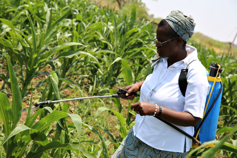 Sr. Christine Singini sprays organic pesticide on maize crops of the Daughters of the Redeemer's organic farm outside Chilanga town in Zambia. The sisters make organic pesticides to fight common pests, such as cutworms and aphids. (GSR/Doreen Ajiambo)