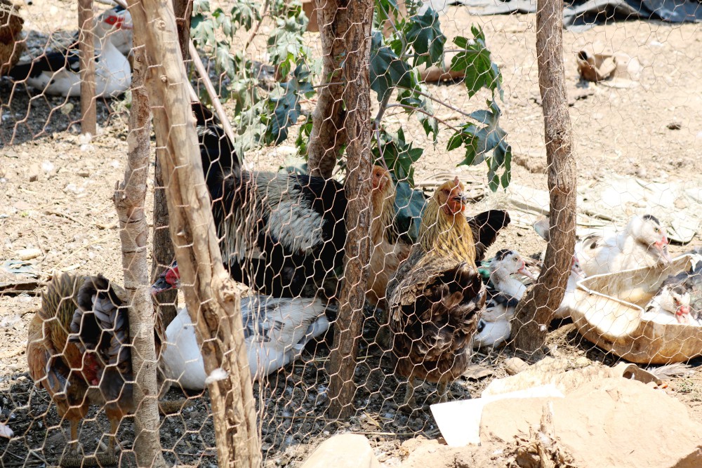 Chickens on an organic farm run by the Daughters of the Redeemer outside Chilanga, Zambia (GSR photo/Doreen Ajiambo)