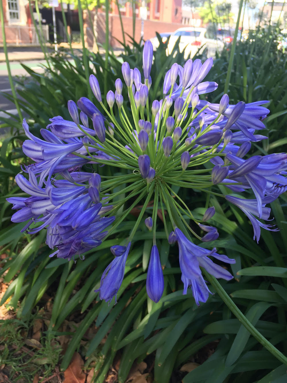 Agapanthus flowers, which my family called "pajama flowers." (Rita Malavisi)