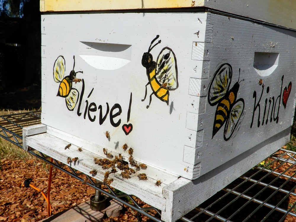 You can tell a lot about a hive by observing the bees coming in and out, Sr. Barbara Hagel says. (Melanie Lidman) You can tell a lot about a hive by observing the bees coming in and out, Sr. Barbara Hagel says. (Melanie Lidman)