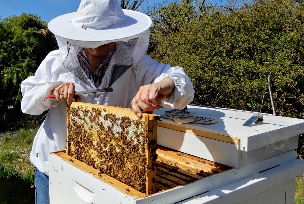Sr. Barbara Hagel pulls a frame out of an active hive. (Melanie Lidman)