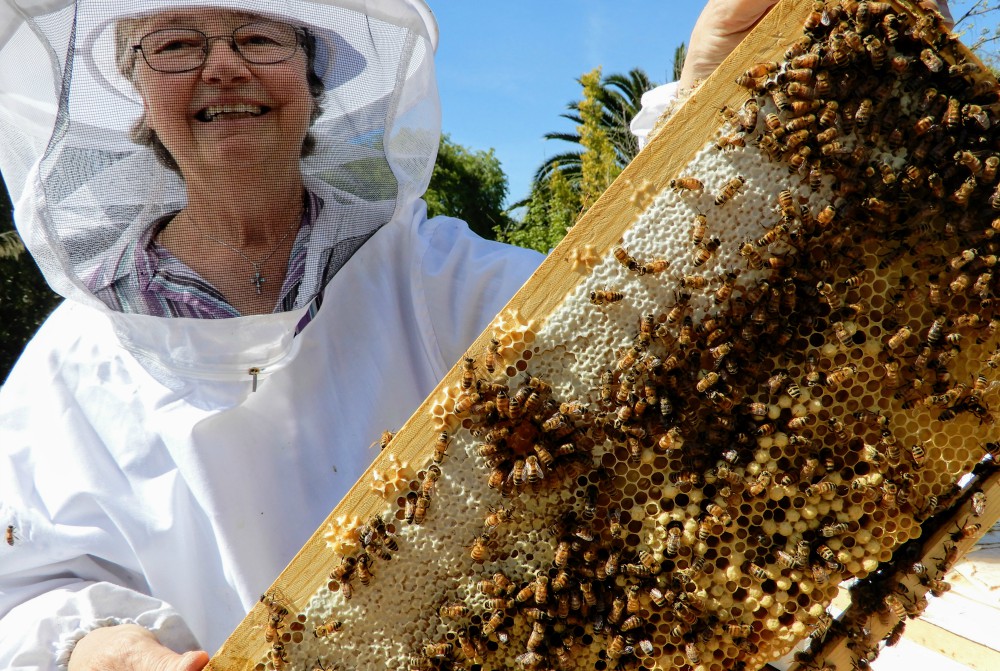 Sr. Barbara Hagel with a frame from one of her hives on the property of the Dominican Sisters of Mission San Jose in Fremont, California. All of the bees in a hive are related to the queen, making all of the worker bees sisters. (Melanie Lidman)