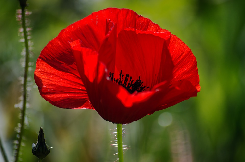 (Photo by Eduardo Goody on Unsplash) A red poppy is in the foreground. The background is a blurry green garden.