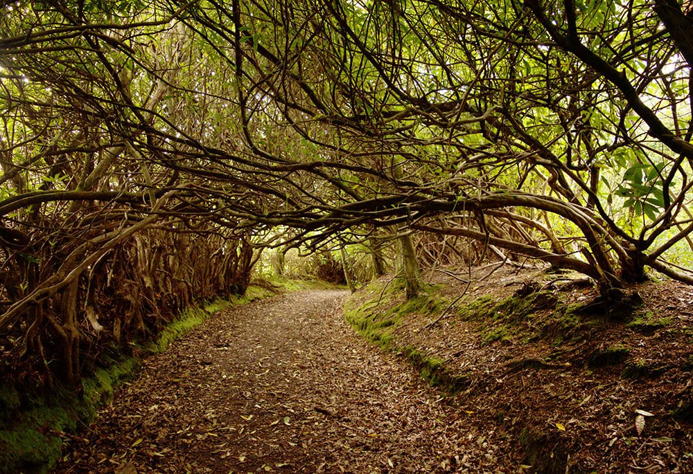 (Pixabay/Alistair McIntyre) (Pixabay/Alistair McIntyre)